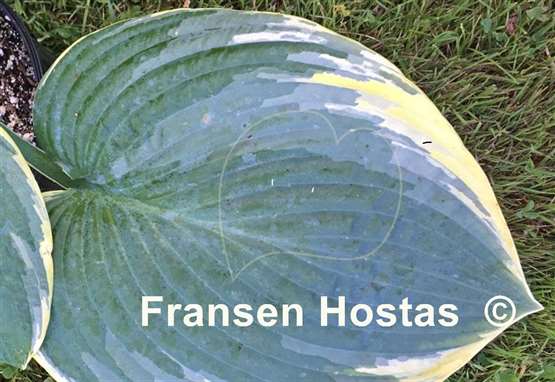 Hosta Silverback